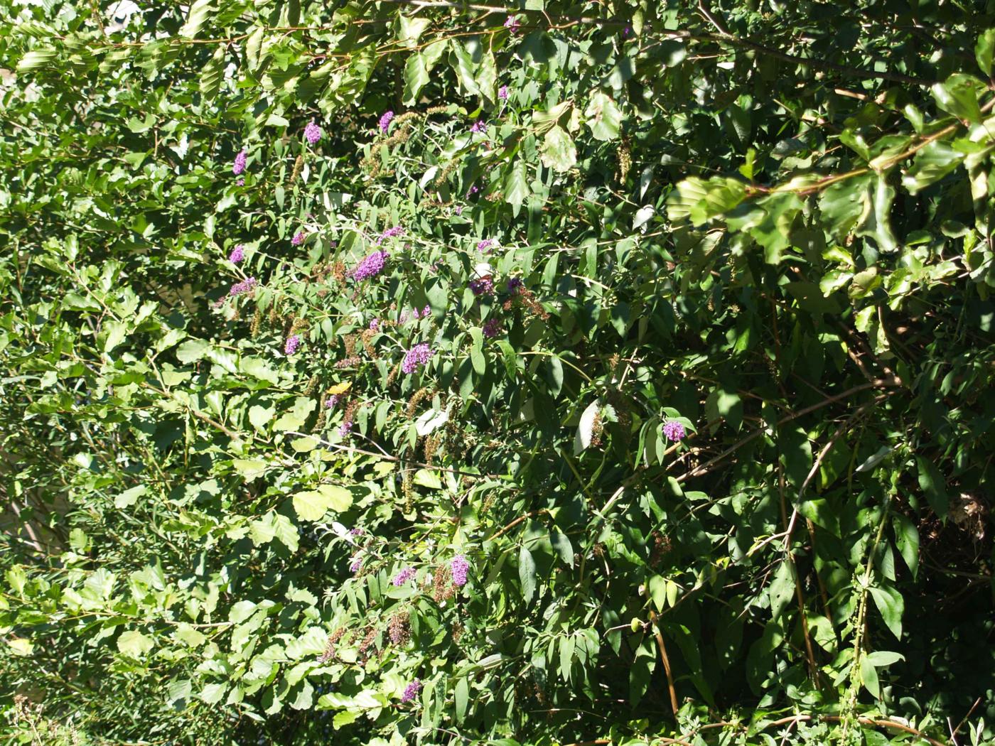 Buddleia plant